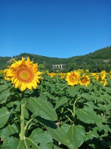 tournesol Scourtils