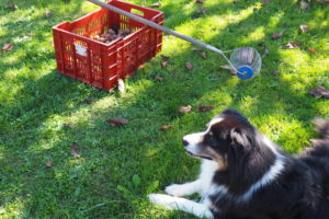 à l'automne nous ramassons les noix de notre jardin